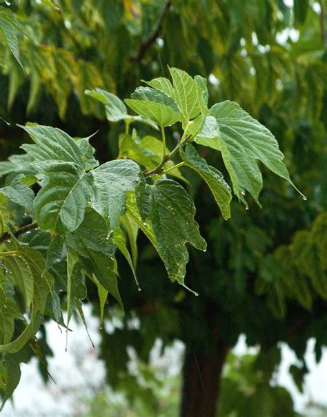 Mulberry tree - planting, care, pruning for fruiting and fruitless varieties