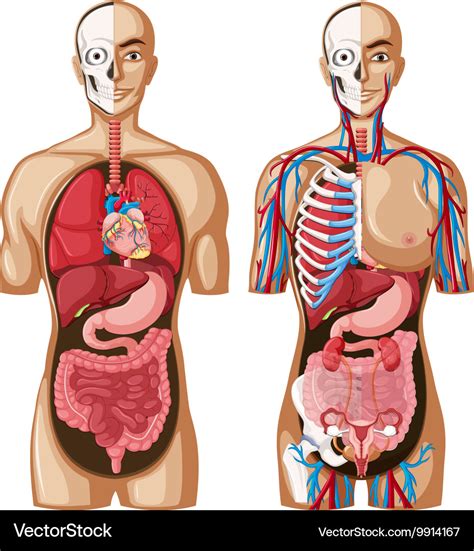 Human anatomy model with different systems Vector Image