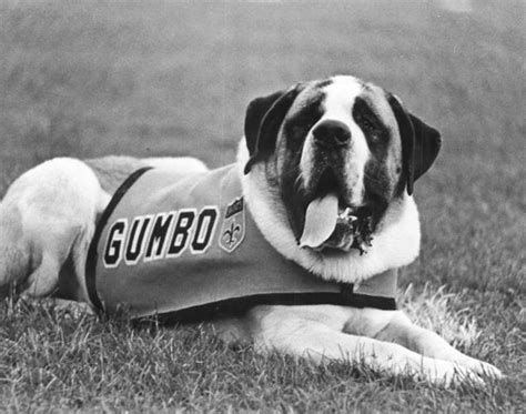 Gumbo rah-rah: How a St. Bernard dog became the New Orleans Saints ...