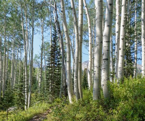 Mild to Wild Memorable Hiking Trails in Colorado | Crazy About Colorado