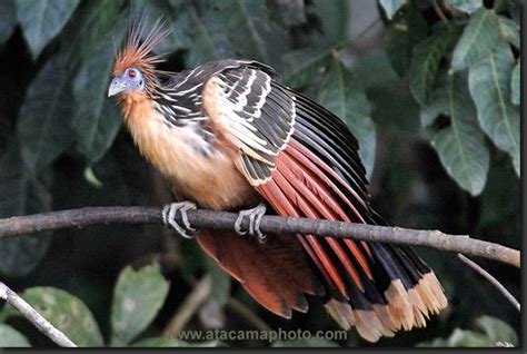 Hoatzin (Opisthocomus hoazin), also known as Stinkbird.