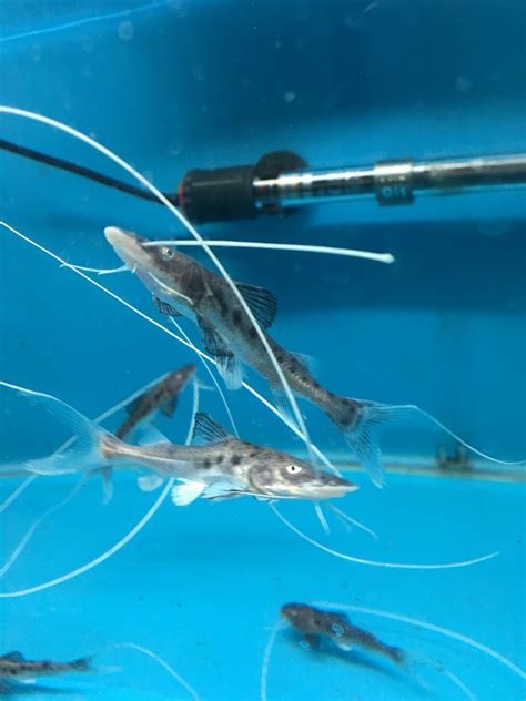 Piraiba Catfish Brachyplaystoma filamentosum 6” in length | Catfish, Freshwater catfish ...