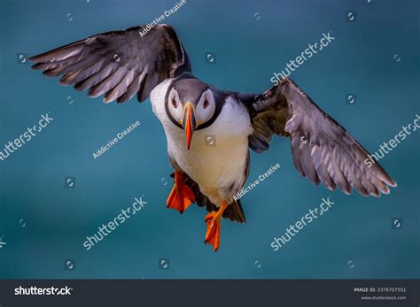 6,041 Flying Puffin Images, Stock Photos, 3D objects, & Vectors ...