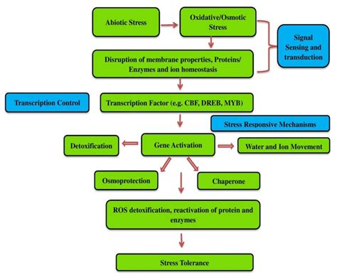 General scheme of Abiotic stress response and adaptation in plants. | Download Scientific Diagram