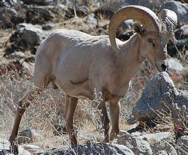 Ovis canadensis nelsoni - Wikimedia Commons