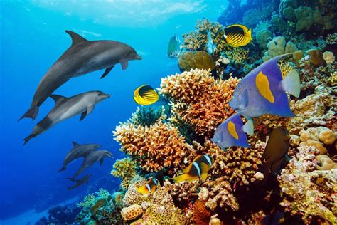 Descubren propiedades medicinales en los corales al ver a los delfines frotarse para curarse ...