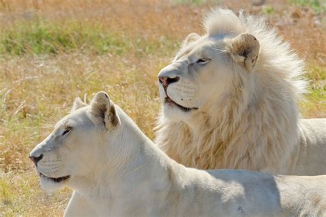 White lion - kasappilot