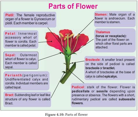 Flower and Parts of flower