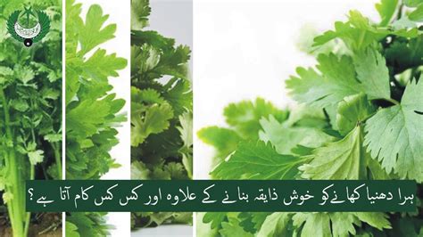 Parsley Meaning In Urdu