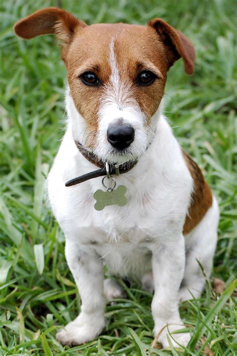 Jack Russell Terrier Dog Breed » Information, Pictures, & More