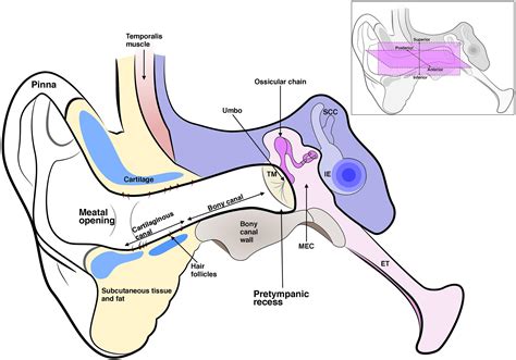 Frontiers | Anatomy and Development of the Mammalian External Auditory Canal: Implications for ...