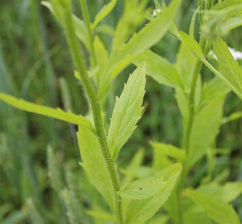 Annual Fleabane | Weed identification guide for Ontario crops | ontario.ca