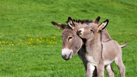 Donkeys Wallpapers - Wallpaper Cave