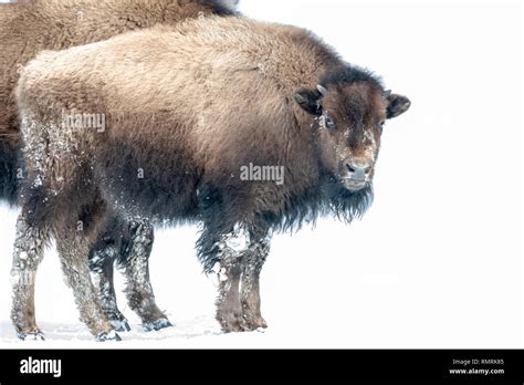 American bison (Bison bison) in Yellowstone's winter snow Stock Photo ...