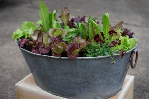 4 Things You Need to Grow Your Own Lettuce in Containers • Gardenary