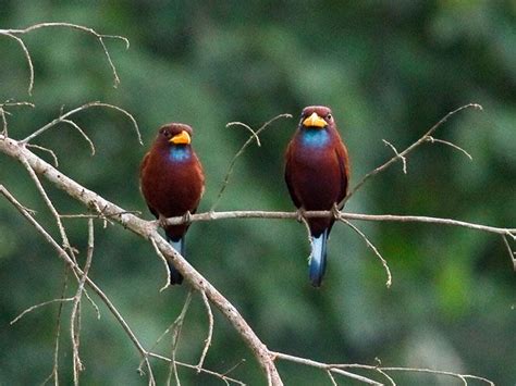 Pair of Blue-throated Rollers Eurystomus gularis, Kakum National Park ...