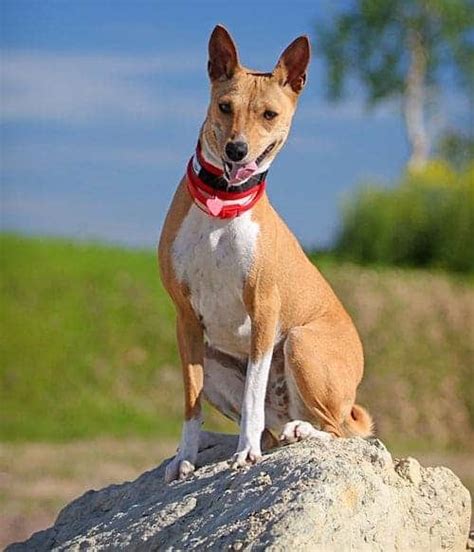 Living With the Basenji Temperament - 7 Steps For Success