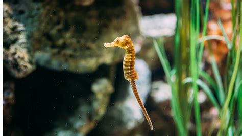 Seahorse Species