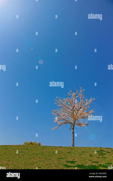 Cherry blossom tree on grassland and sky Stock Photo - Alamy