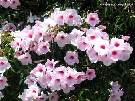 PlantFiles Pictures: Pink Bower Vine, Jasmine 'Rosea' (Pandorea ...