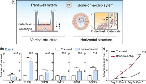 A comparison of the contribution of a bone‐on‐a‐chip and a Transwell... | Download Scientific ...