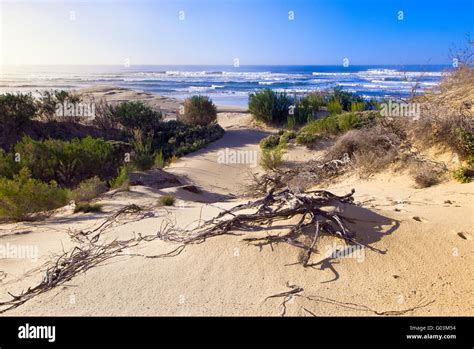 Sand dune vegetation hi-res stock photography and images - Alamy