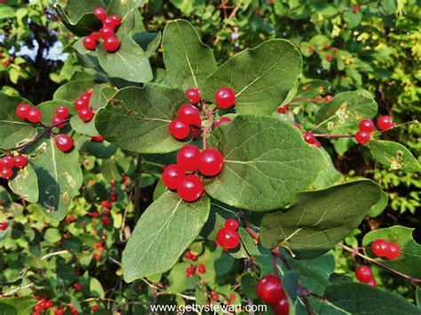 Red Berries - Edible or Not Edible? - GettyStewart.com