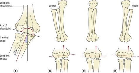 The elbow | Musculoskeletal Key