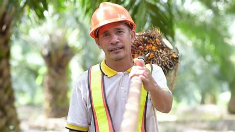 Palm Oil Plantation Workers Stock Video Footage - 4K and HD Video Clips | Shutterstock