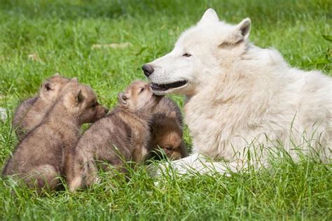 Arctic Wolf Pups Born at Knuthenborg Safaripark - ZooBorns