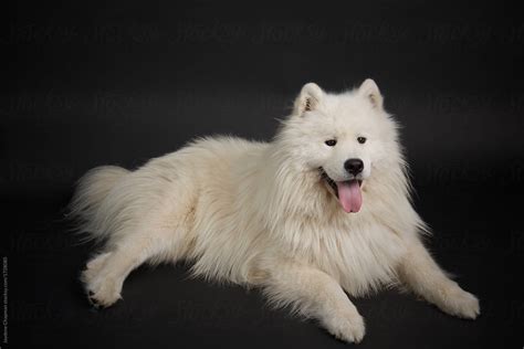 "Big White Fluffy Dog" by Stocksy Contributor "Jaydene Chapman" - Stocksy