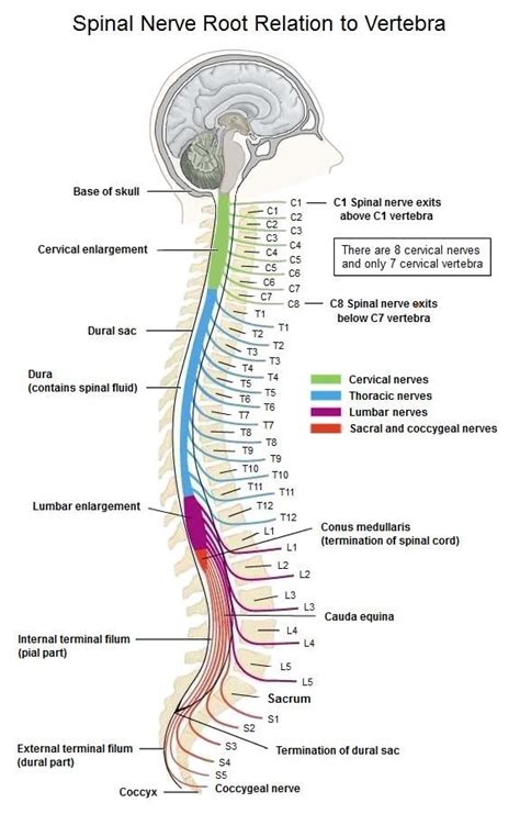 Image result for t12 nerve distribution | Spinal nerve, Basic anatomy and physiology, Spinal fluid