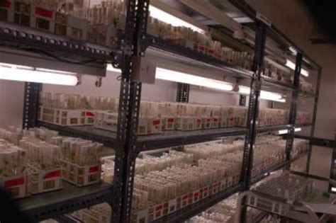 Crop germplasm stored in IITA's gene bank | Crop germplasm s… | Flickr