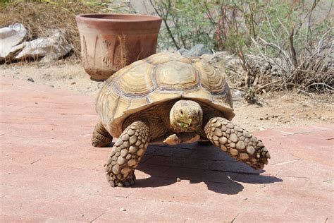 My big African Sulcata Tortoise named Bunny! | Tortoise care, Sulcata tortoise, Galapagos tortoise