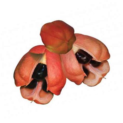 Ackee fruit | Nutrition facts-Ackee fruit | Health benefits