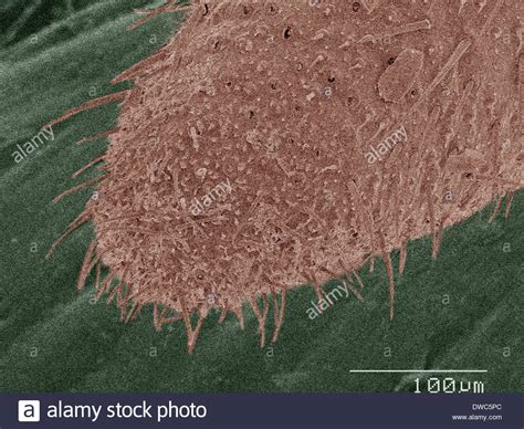 Coloured SEM of American cockroach mouthparts Stock Photo - Alamy