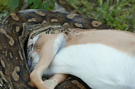 15 Fun Facts About Burmese Pythons You Need to Know | iFunFact