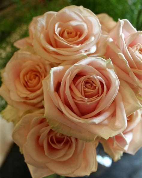 The champagne colored Pearl Avalanche by Meijer Roses! (photo by LM Flower Fashion)