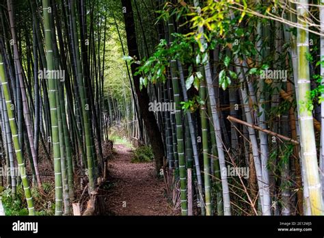 Kintai Bridge Area Stock Photo - Alamy