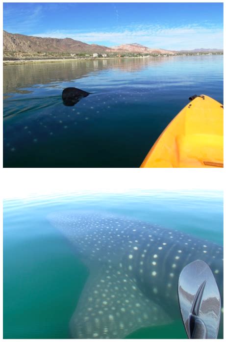 graham_mackintosh_baja_kayaking whale sharks la bay - Discover Baja Travel Club