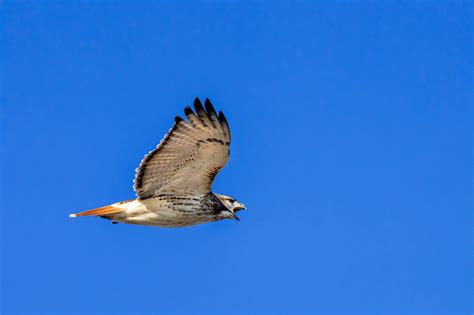 Hawk flying in blue sky · Free Stock Photo