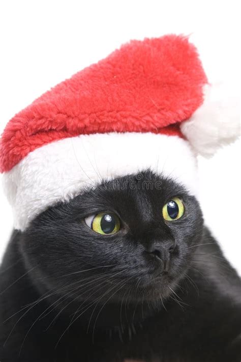 Black Cat Santa - Cute Christmas Cat Stock Photo - Image of white, look ...