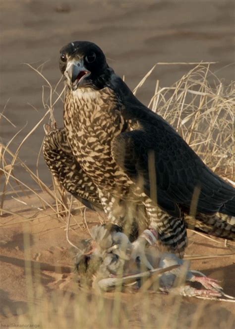 Pin by AktaLv on Birds | Animals beautiful, Peregrine falcon, Pet birds