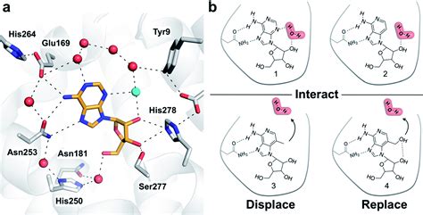 Ligand design by targeting a binding site water - Chemical Science (RSC Publishing) DOI:10.1039 ...