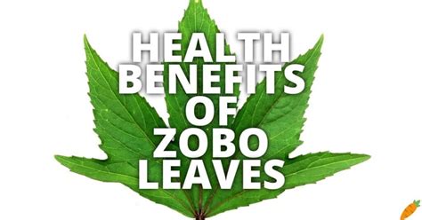 10 Potential Health Benefits Of Zobo Leaves