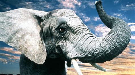 Elephant HD Wallpapers - Top Free Elephant HD Backgrounds - WallpaperAccess