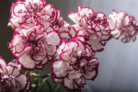 How to Grow and Care for Carnations | Gardener’s Path