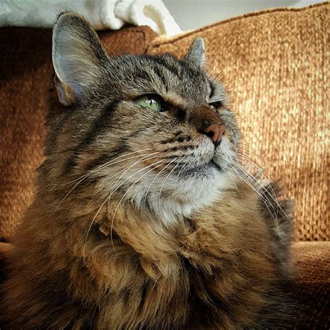 Meet The World’s Oldest Cat Aged 26 Who Was Adopted From A Shelter