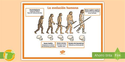 Póster: La evolución humana (teacher made) - Twinkl