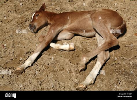 Chestnut white blaize baby foal sleeping lying down hi-res stock photography and images - Alamy